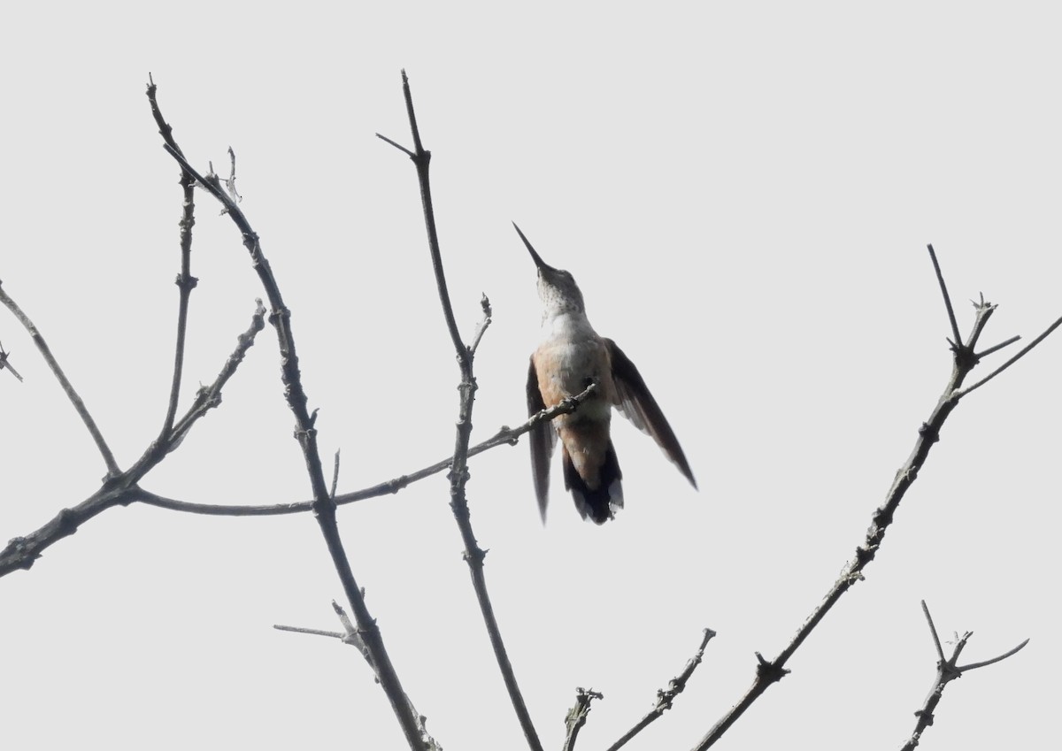 Black-chinned Hummingbird - Duncan Poole