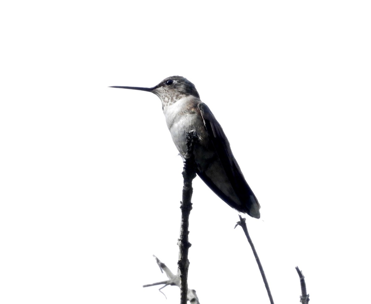 Black-chinned Hummingbird - Duncan Poole