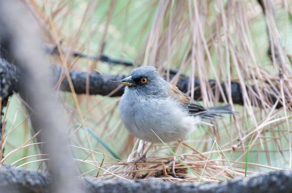 Yellow-eyed Junco - ML612260131