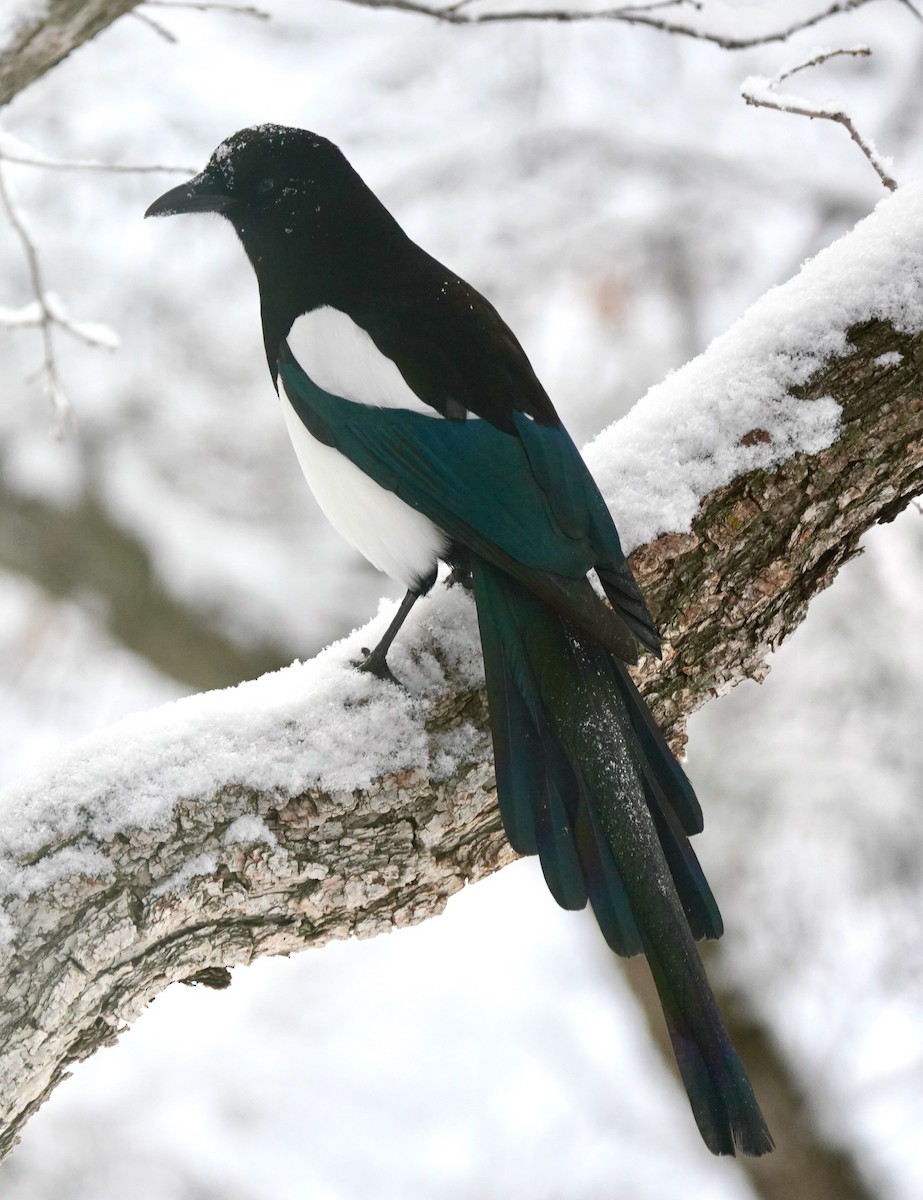 Black-billed Magpie - ML612260166