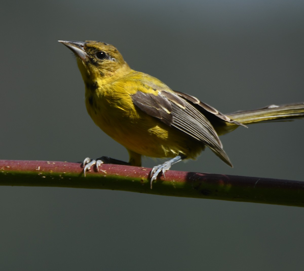 Audubon's Oriole - Leonardo Guzmán (Kingfisher Birdwatching Nuevo León)