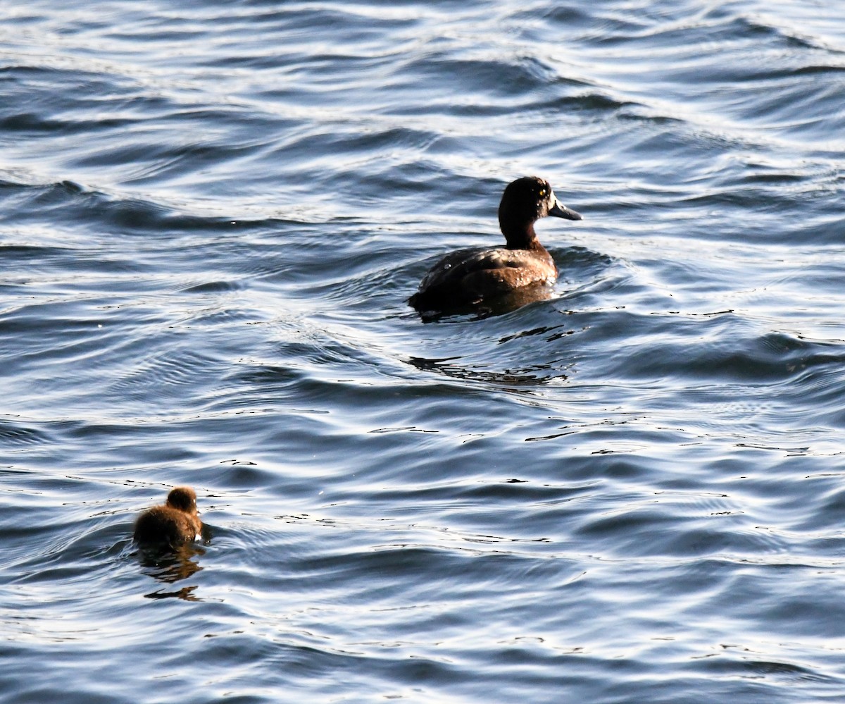 Tufted Duck - ML612260251