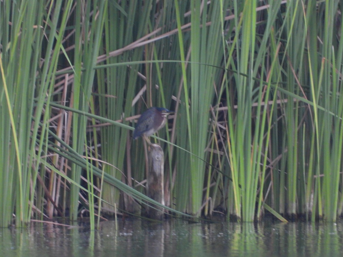 Green Heron - ML612260305