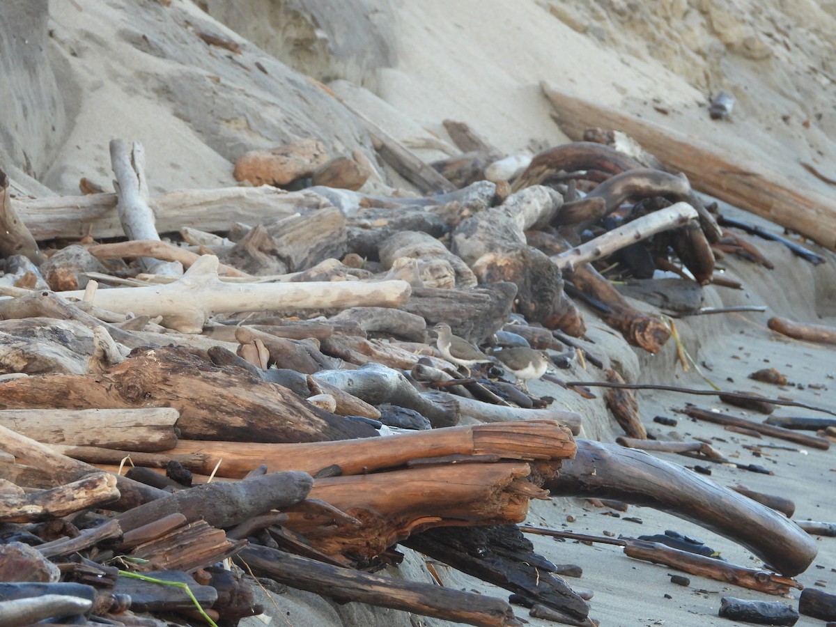 Spotted Sandpiper - James Telford