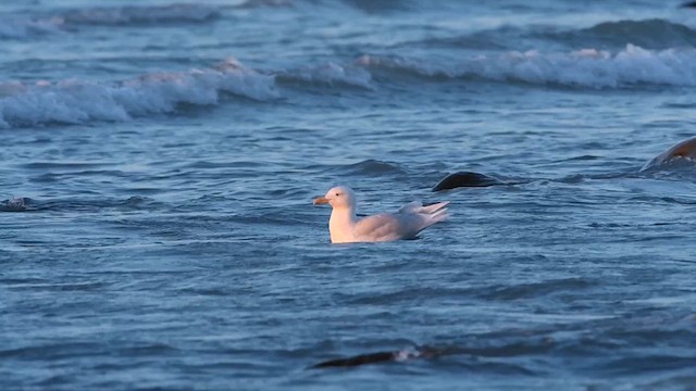 Glaucous Gull - ML612260334