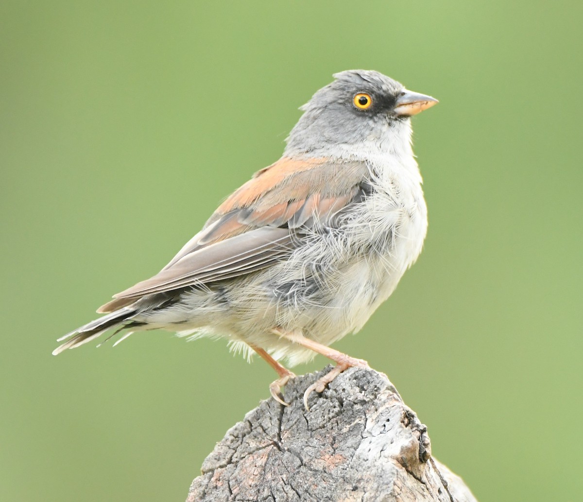 Junco aux yeux jaunes - ML612260367