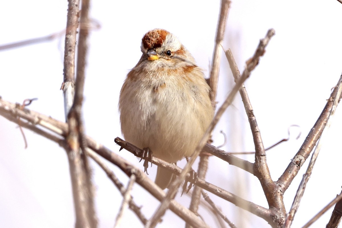 American Tree Sparrow - ML612260460