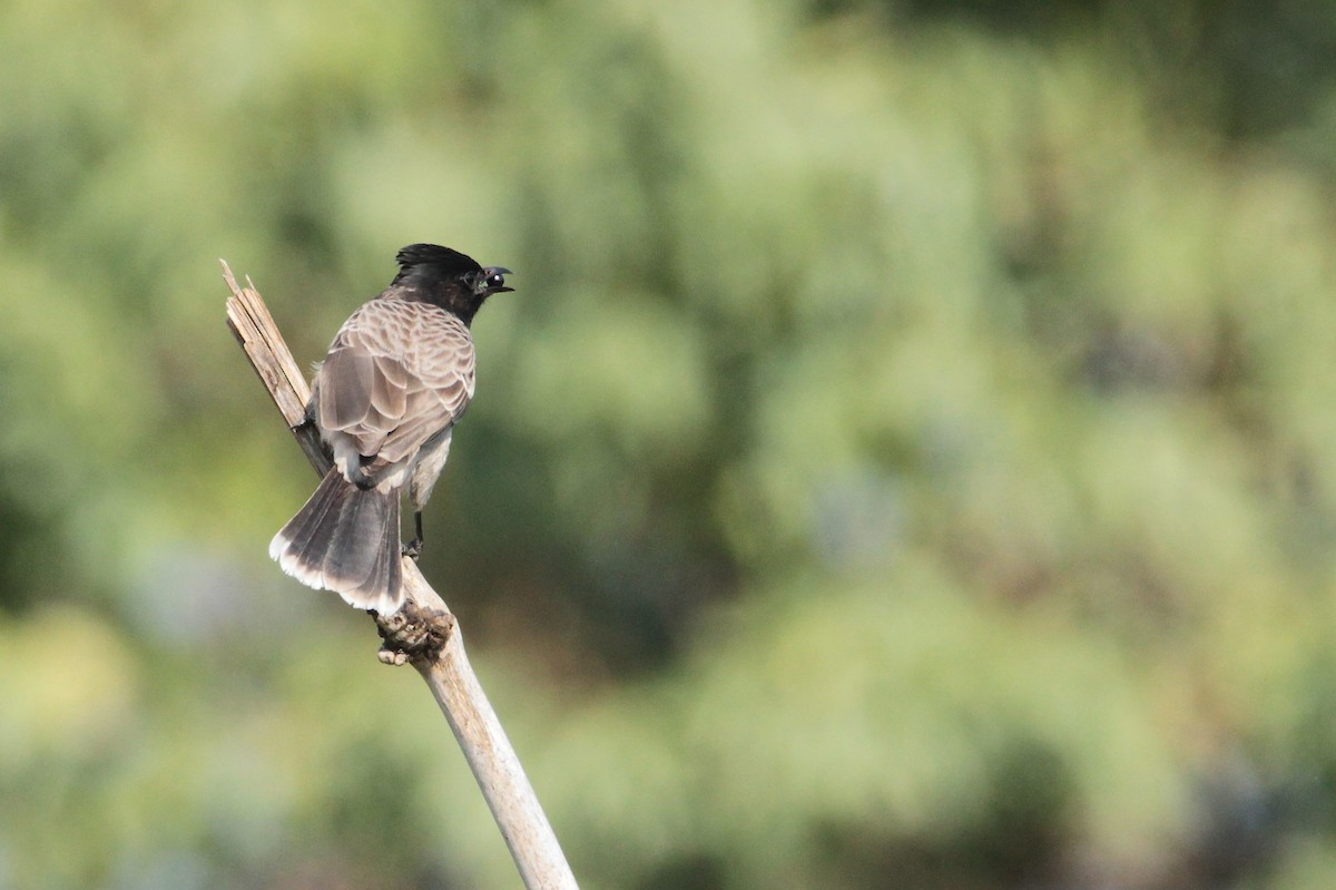 Red-vented Bulbul - ML612260467