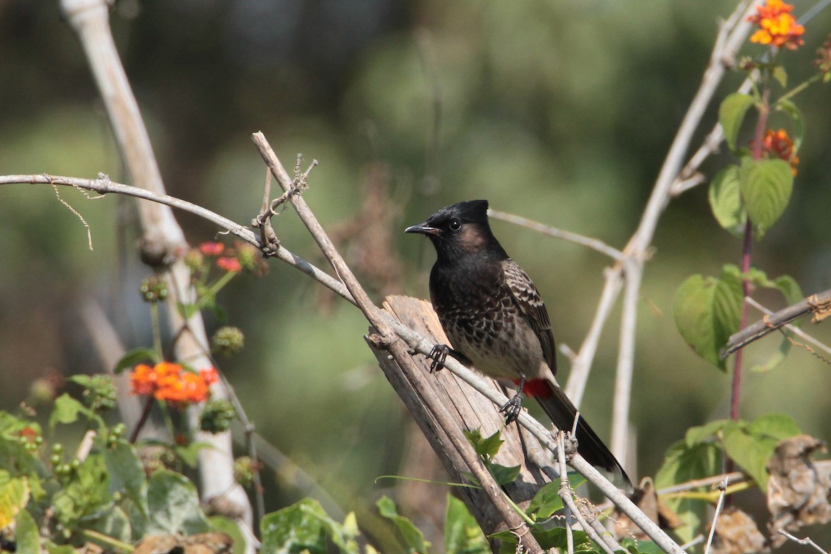 Red-vented Bulbul - ML612260468