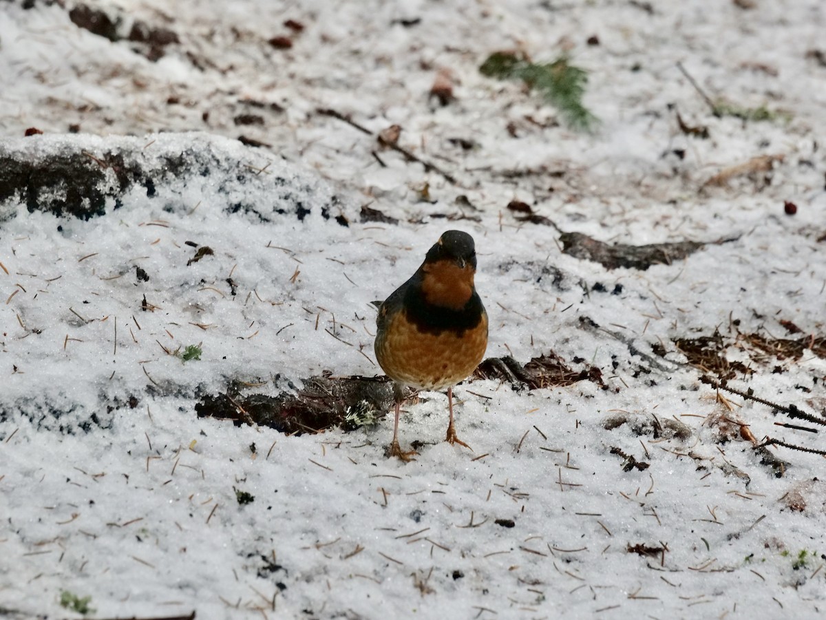 Varied Thrush - ML612260494