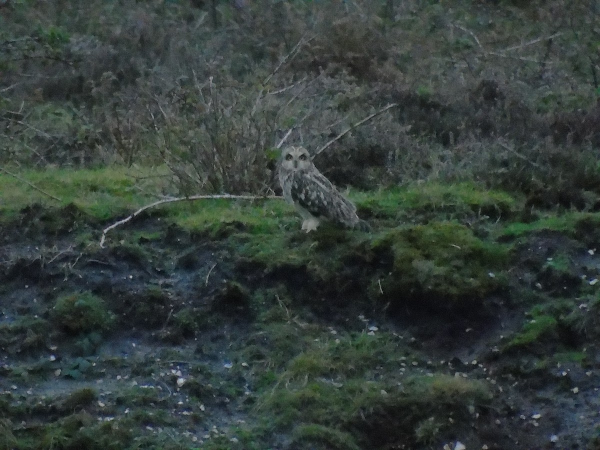 Short-eared Owl - ML612260534