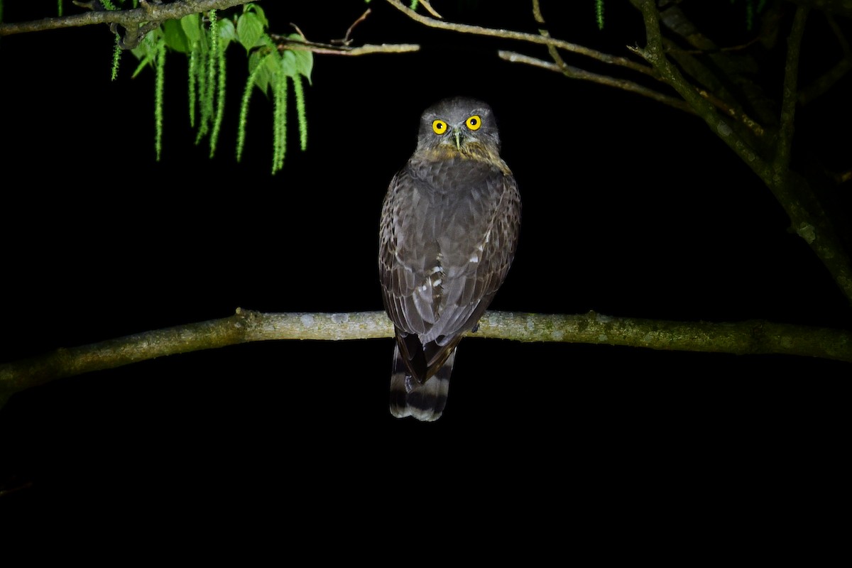 Oriental Scops-Owl - NIKHIL ADHIKARY