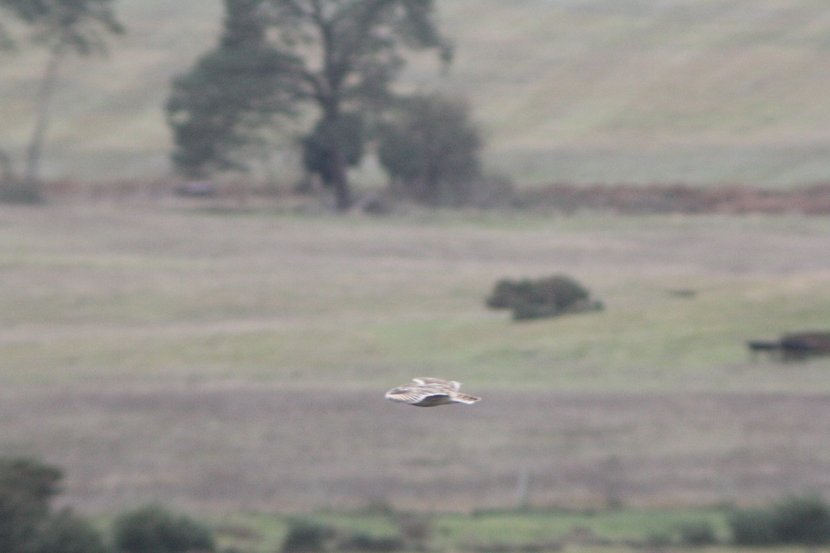 Short-eared Owl - ML612260556