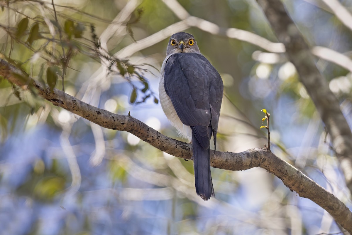 Frances's Sparrowhawk - Marco Valentini