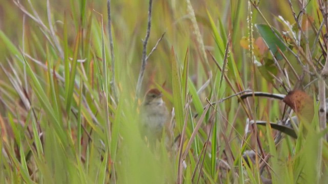 Papuan Grassbird - ML612260580