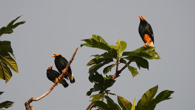 Yellow-faced Myna - ML612260777