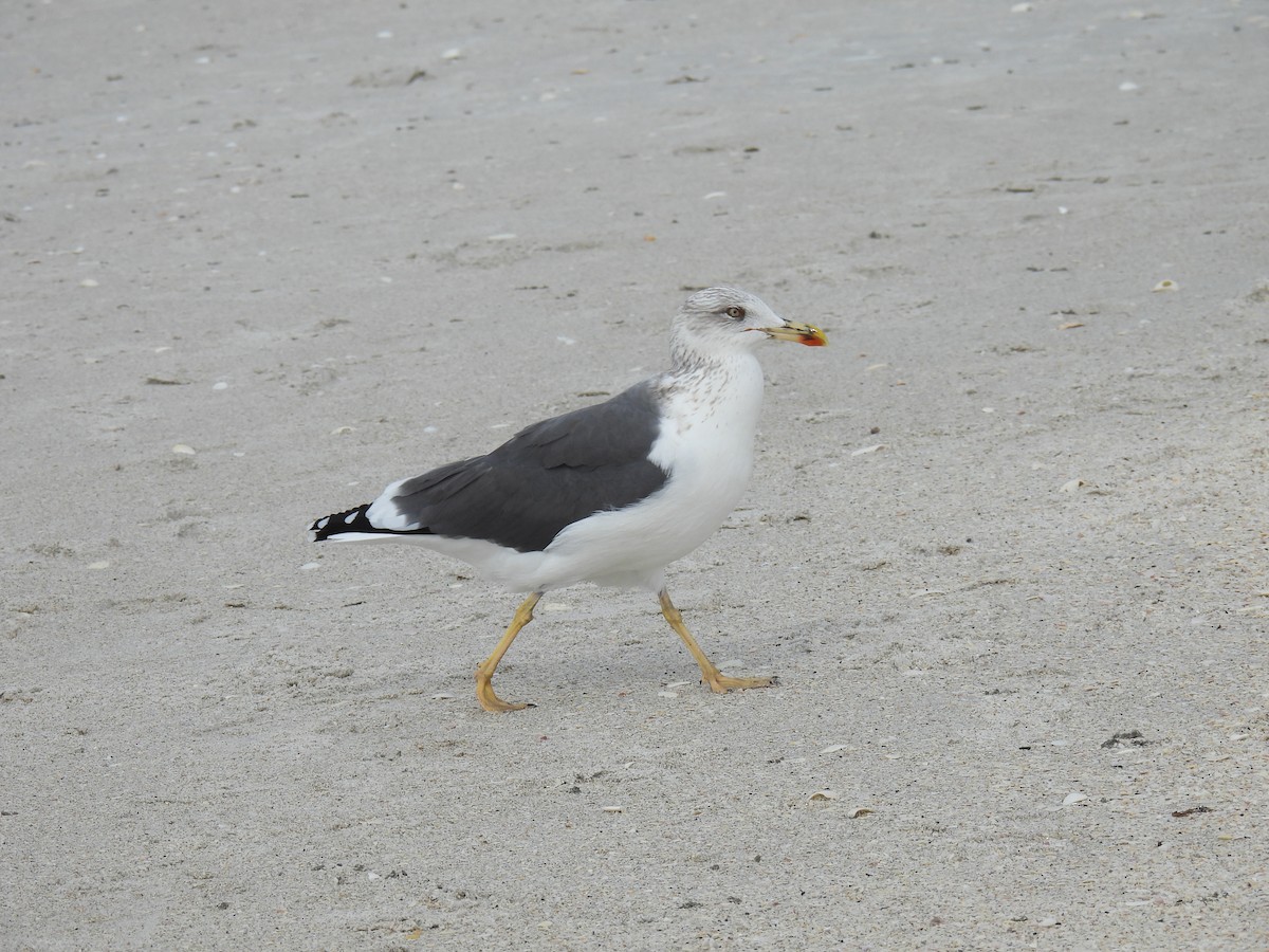 Lesser Black-backed Gull - ML612260780