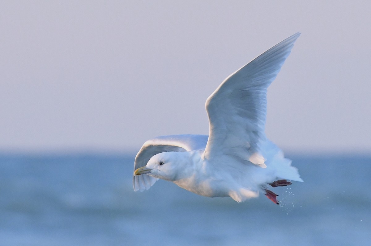 Glaucous Gull - ML612260781