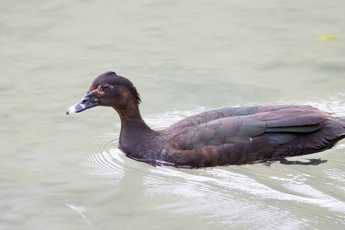 Muscovy Duck - ML612260874