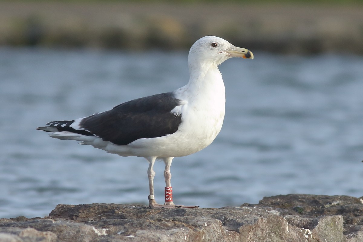 Great Black-backed Gull - ML612260878