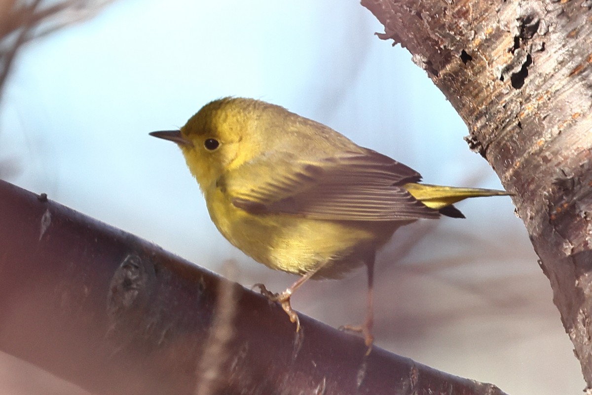 Yellow Warbler - John Alexander