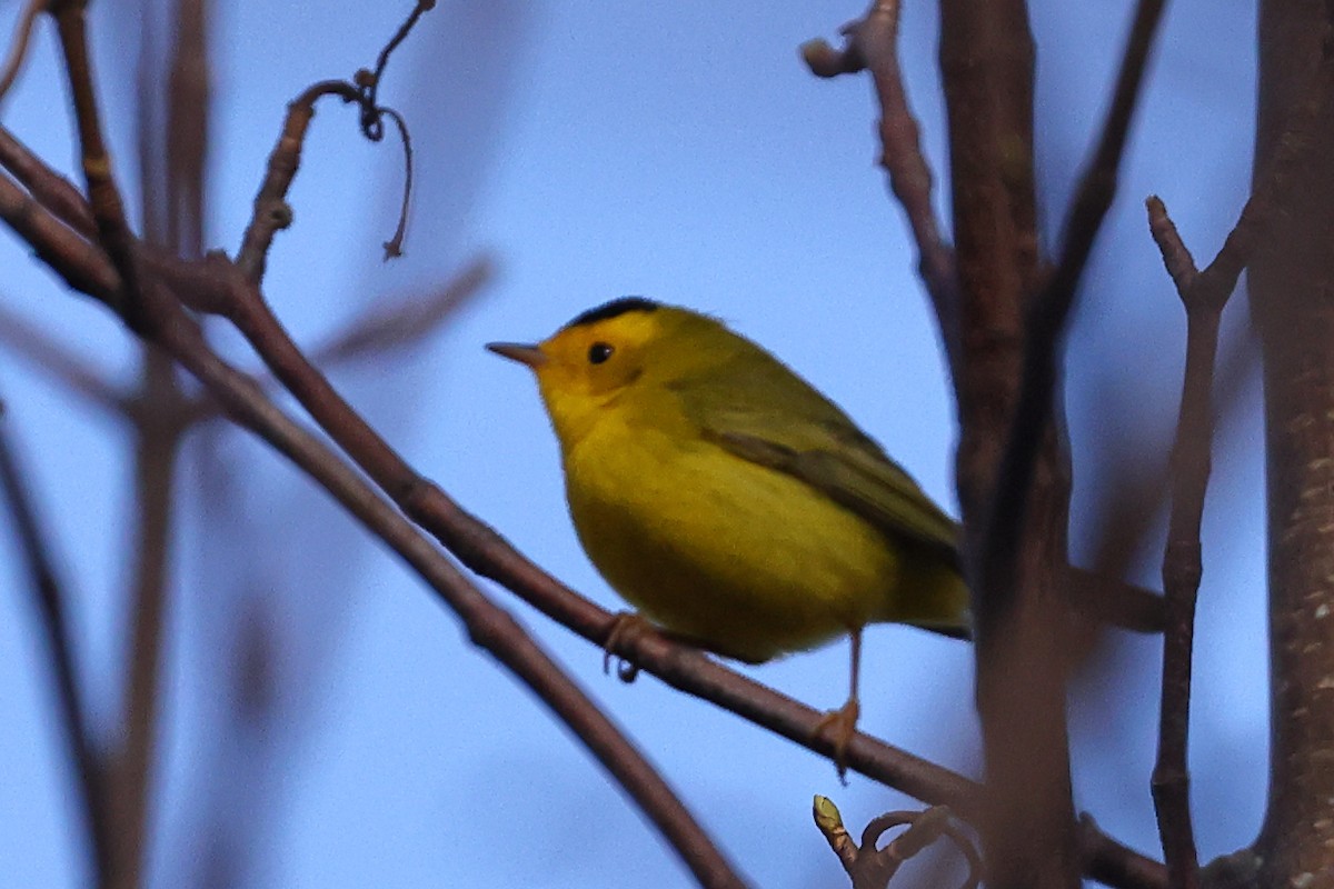 Wilson's Warbler - John Alexander