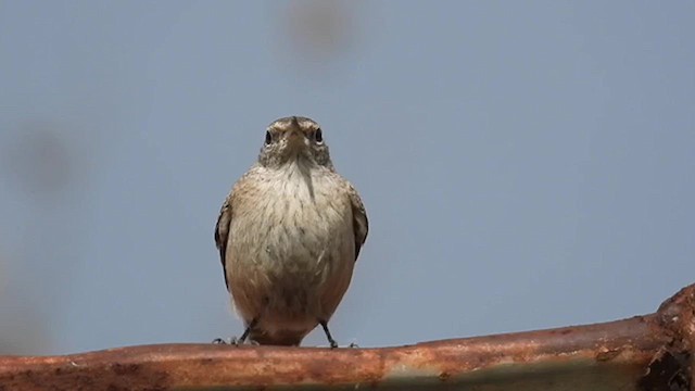 Rock Wren - ML612260902