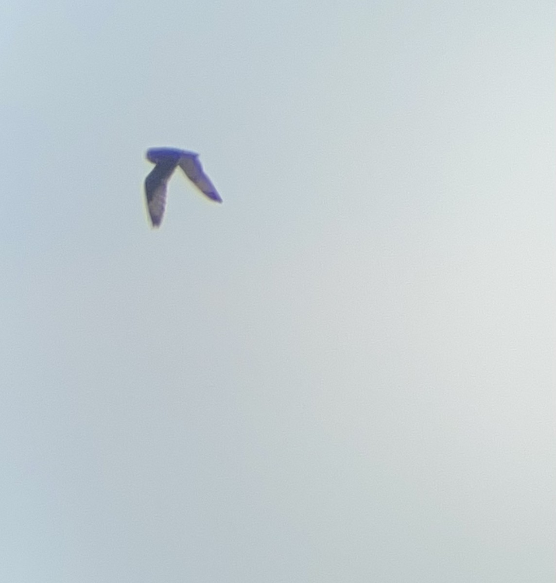 Short-eared Owl - Keaton Schneeflock