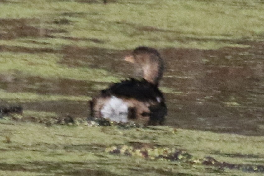 Pied-billed Grebe - ML612260973