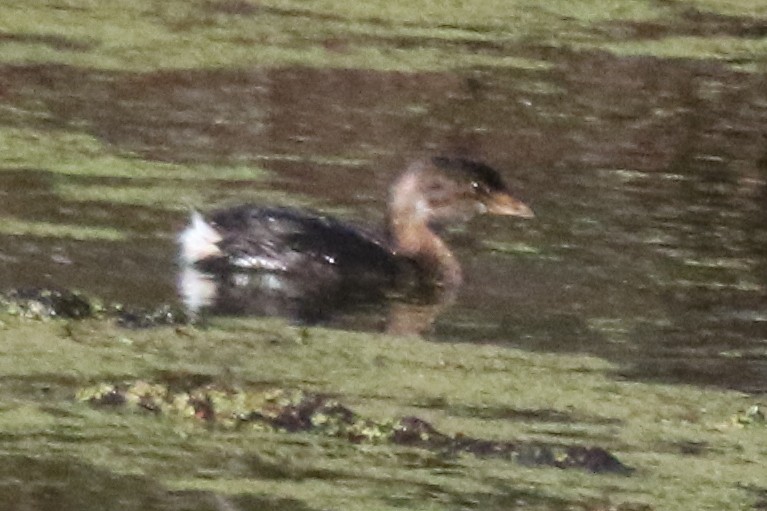 Pied-billed Grebe - ML612260974