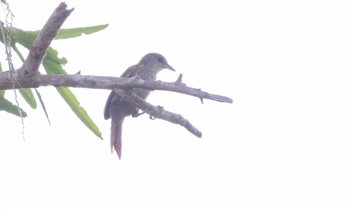 Parker's Spinetail - ML612260996