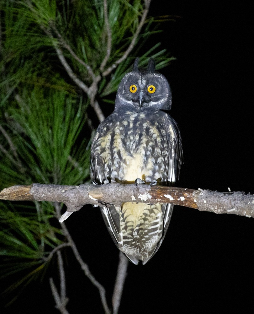 Stygian Owl - Lindy Fung
