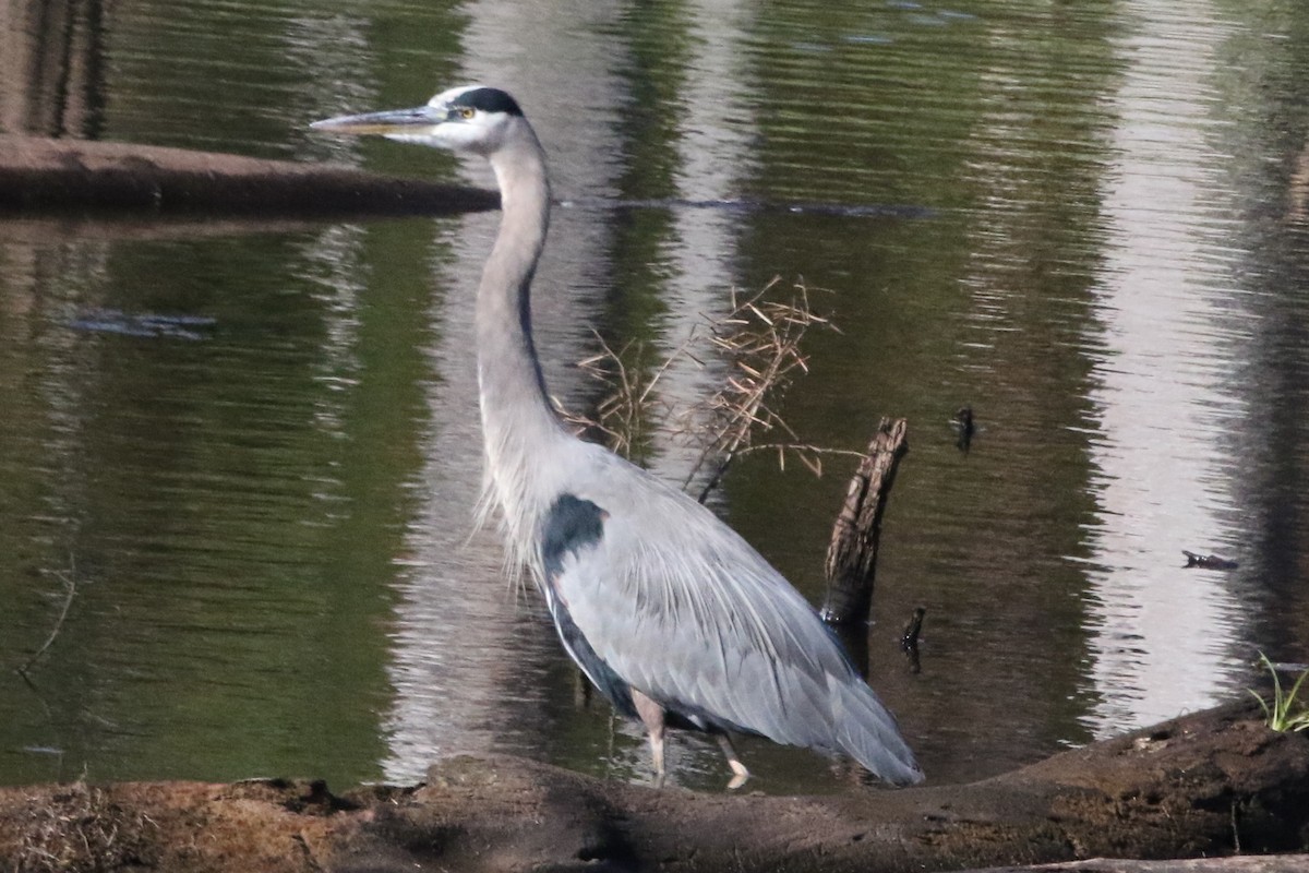 Garza Azulada (grupo herodias) - ML612261032