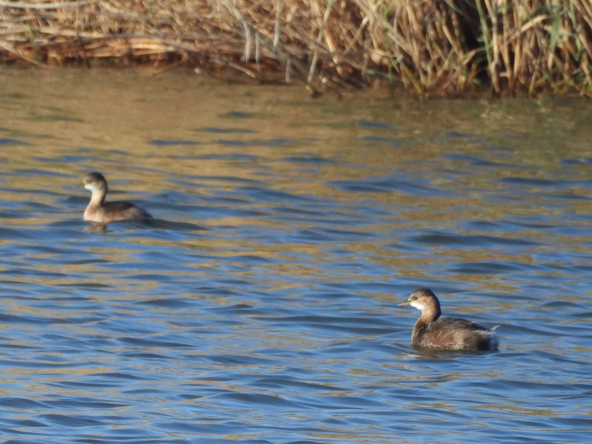 Little Grebe - ML612261144