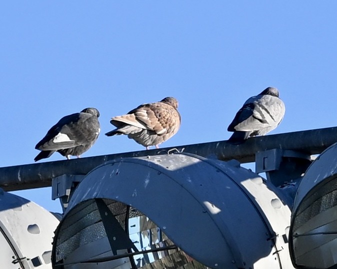 Rock Pigeon (Feral Pigeon) - ML612261149