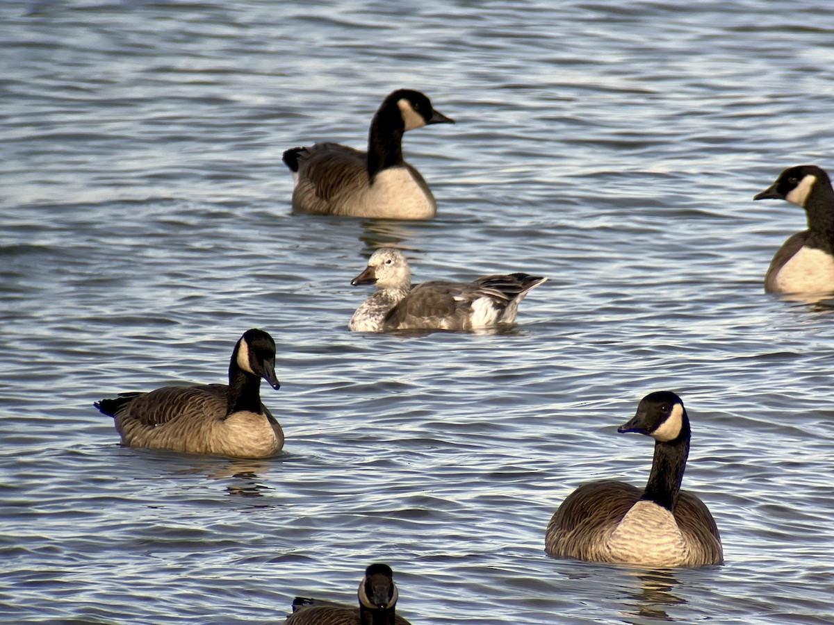 Snow Goose - ML612261213