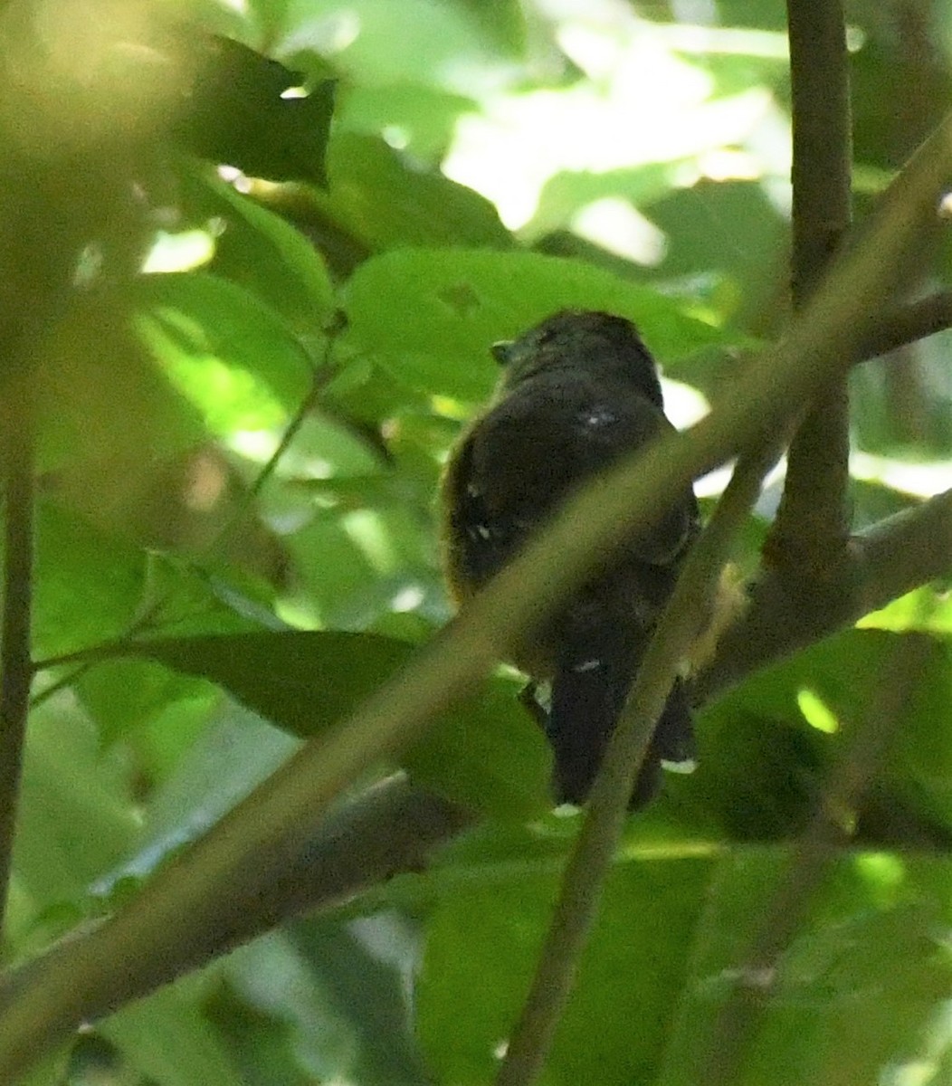 Variable Antshrike - ML612261295