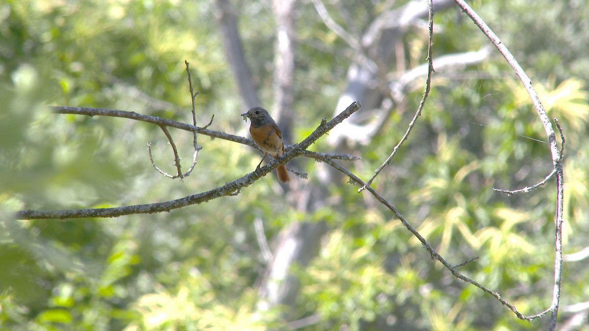 Common Redstart - ML61226131