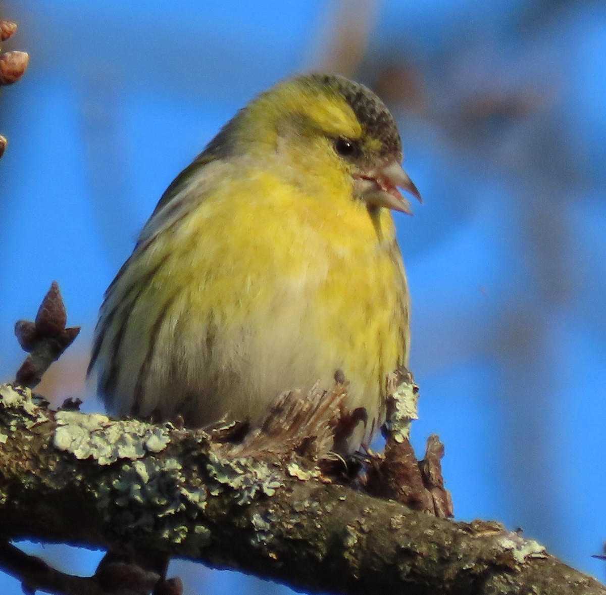 Eurasian Siskin - ML612261312