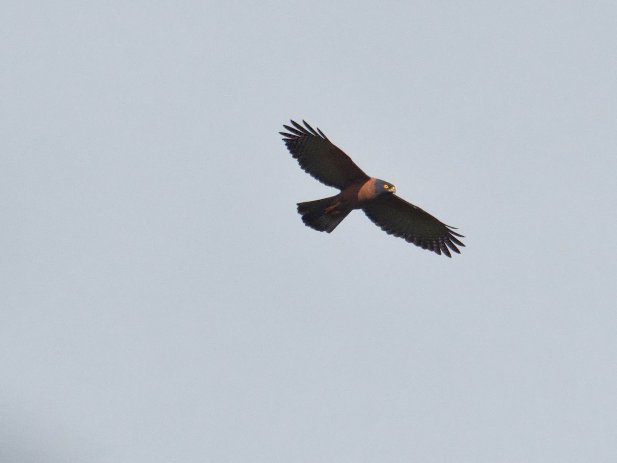 Black-mantled Goshawk - ML612261319