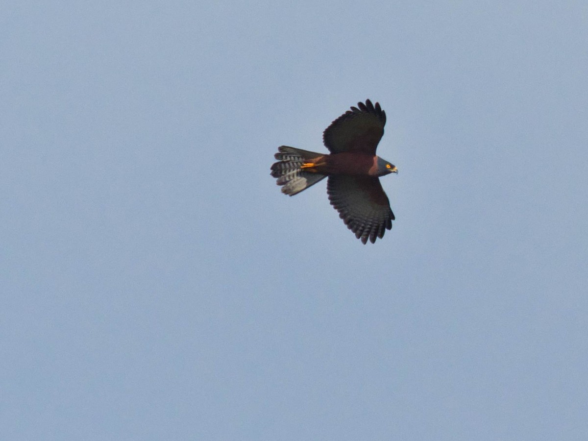 Black-mantled Goshawk - Eric Carpenter