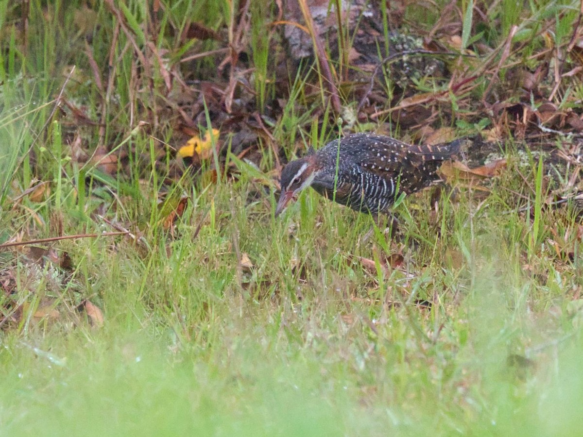 Buff-banded Rail - ML612261323