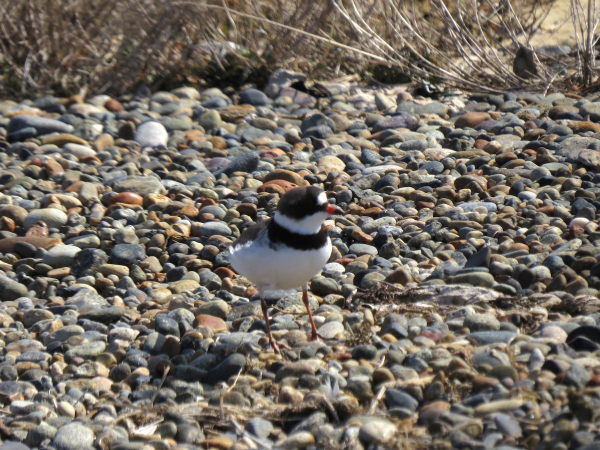 Common Ringed Plover - ML612261436