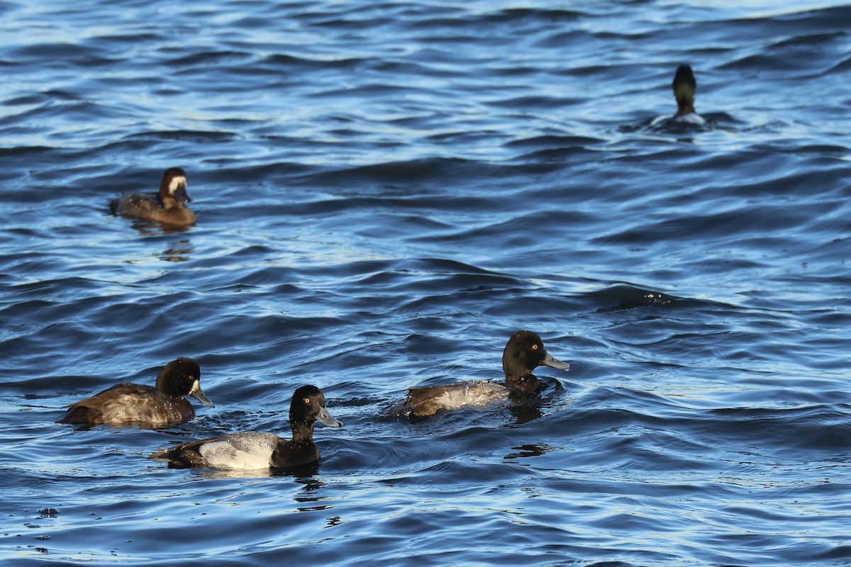 Lesser Scaup - ML612261450