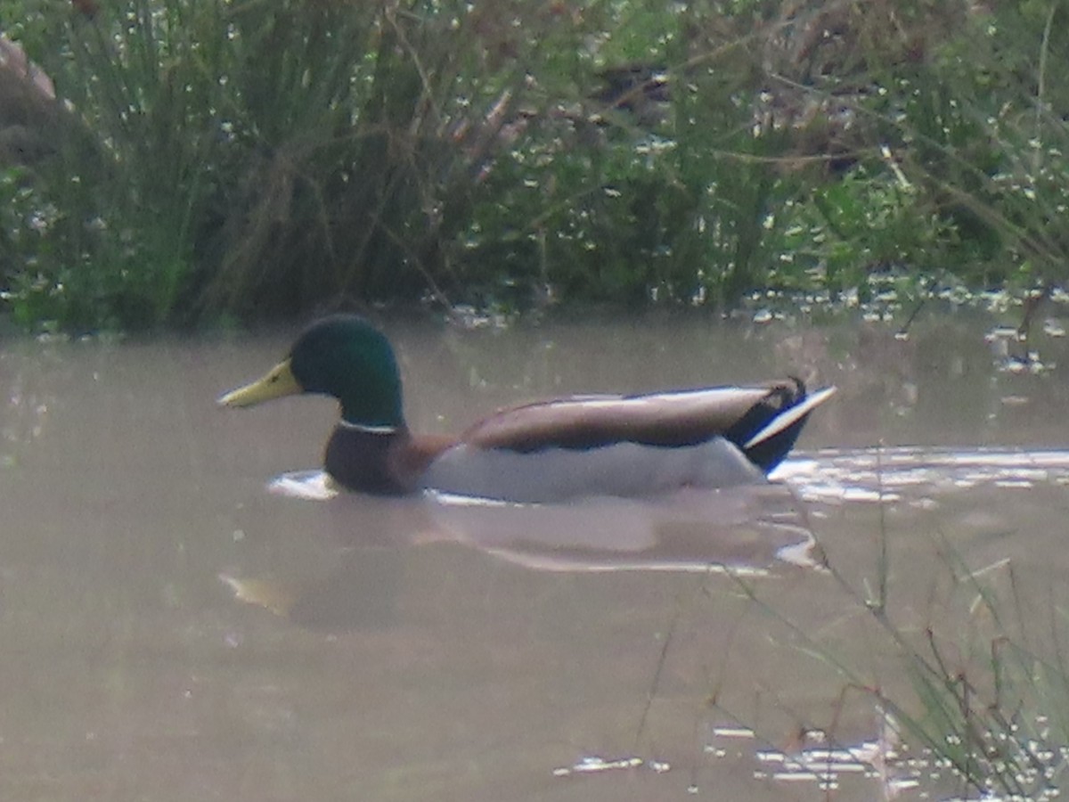 Mallard - ML612261461