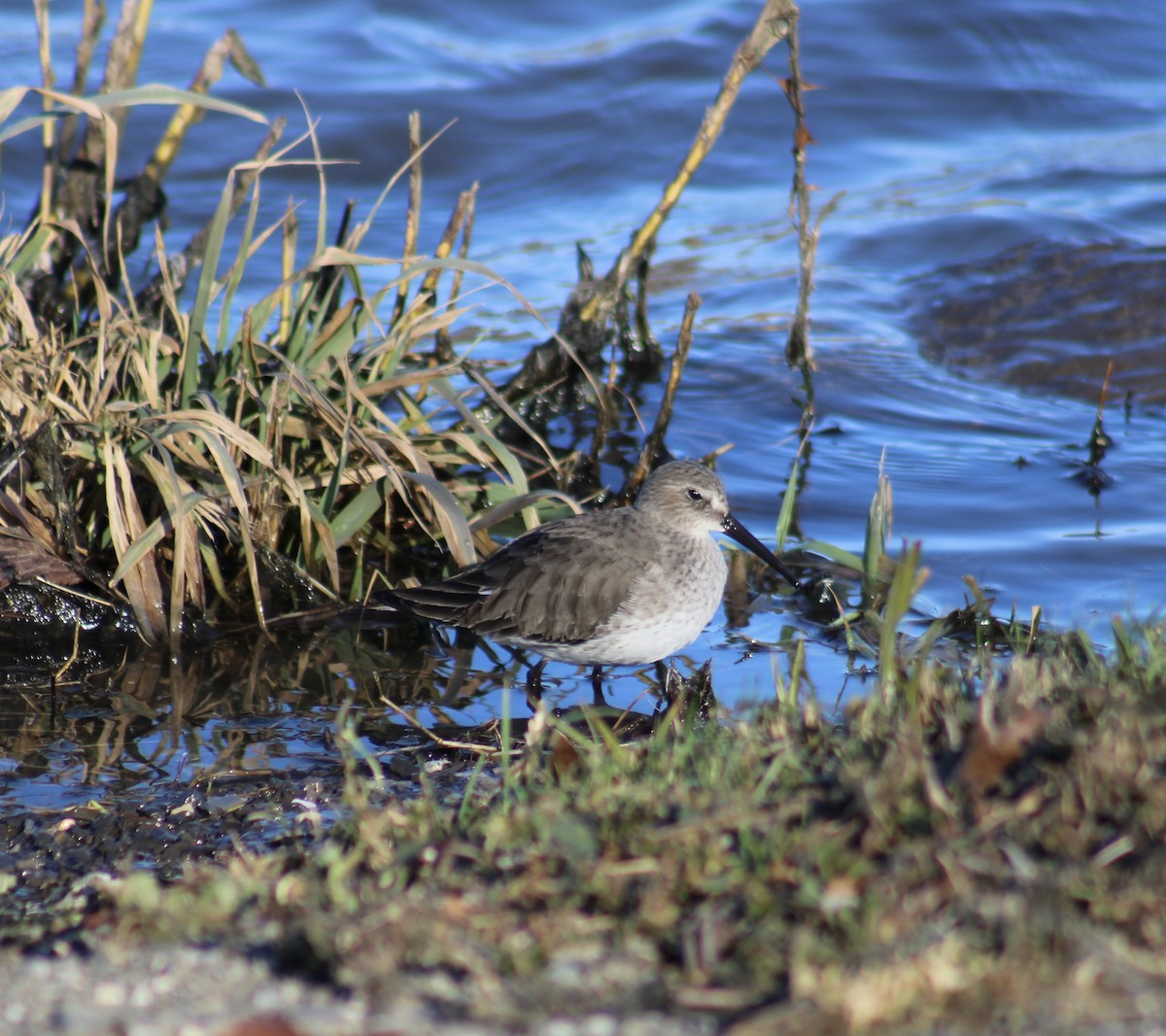 Dunlin - ML612261486