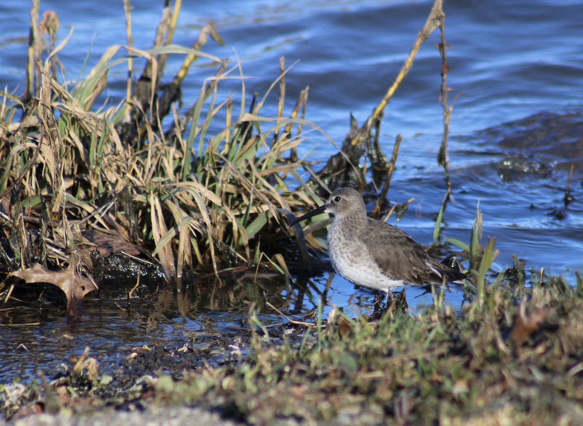Dunlin - ML612261487