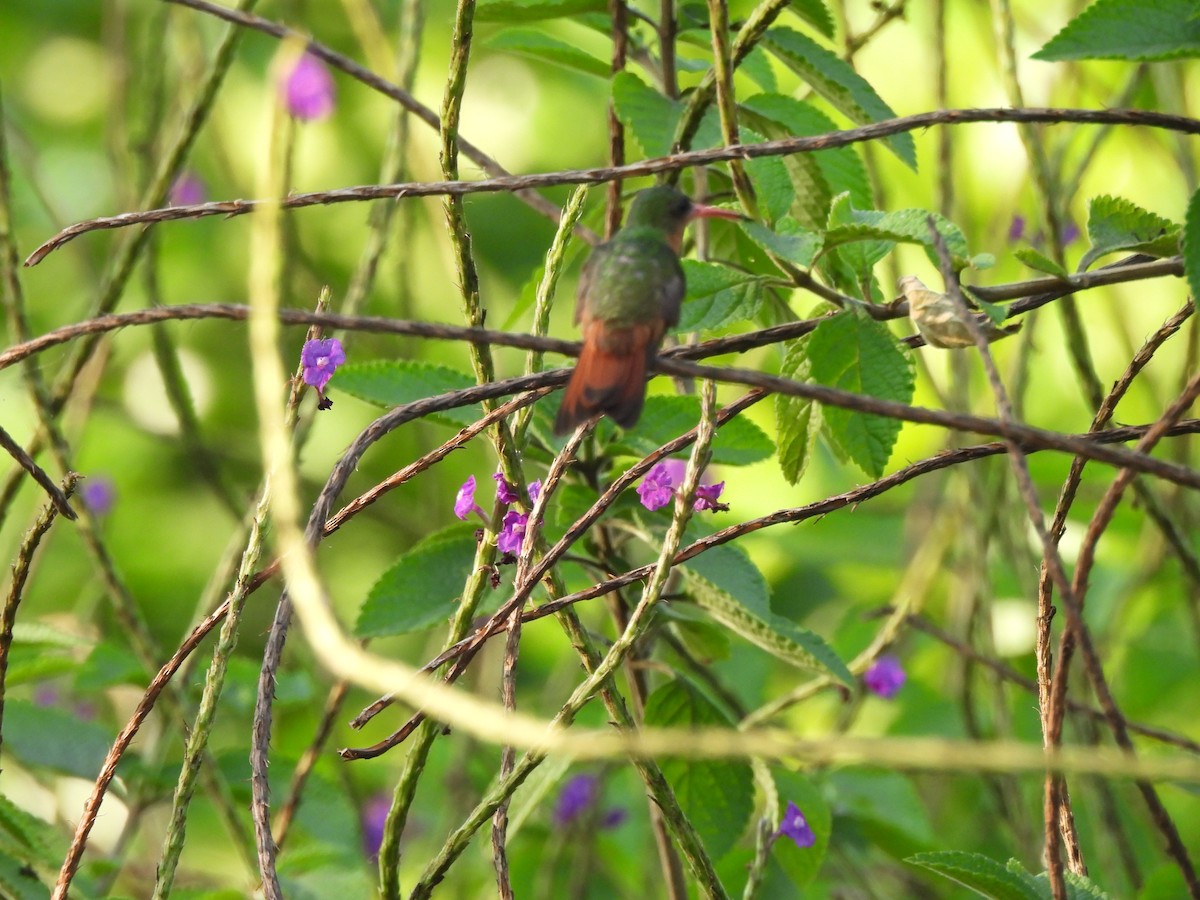 kolibřík ryšavý - ML612261518