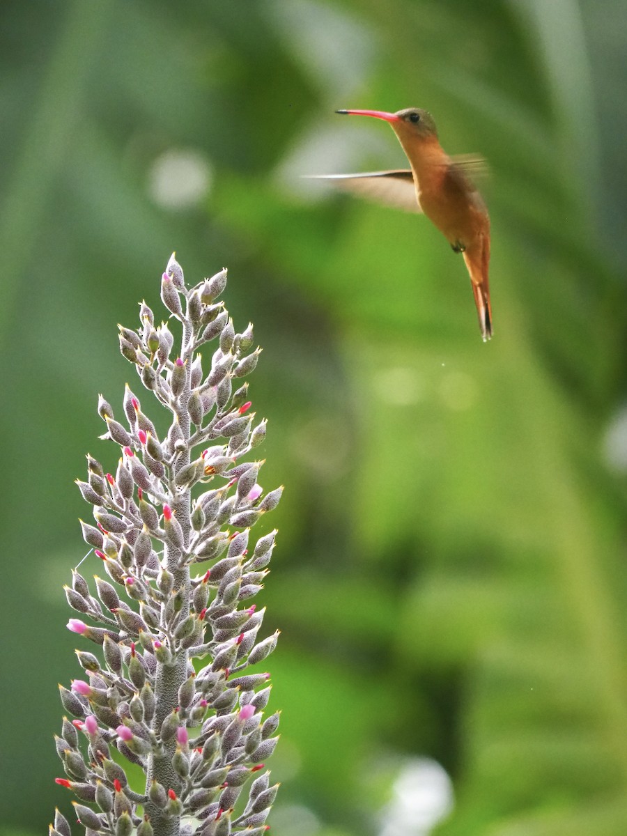 Cinnamon Hummingbird (Mainland) - Ingrid Messbauer