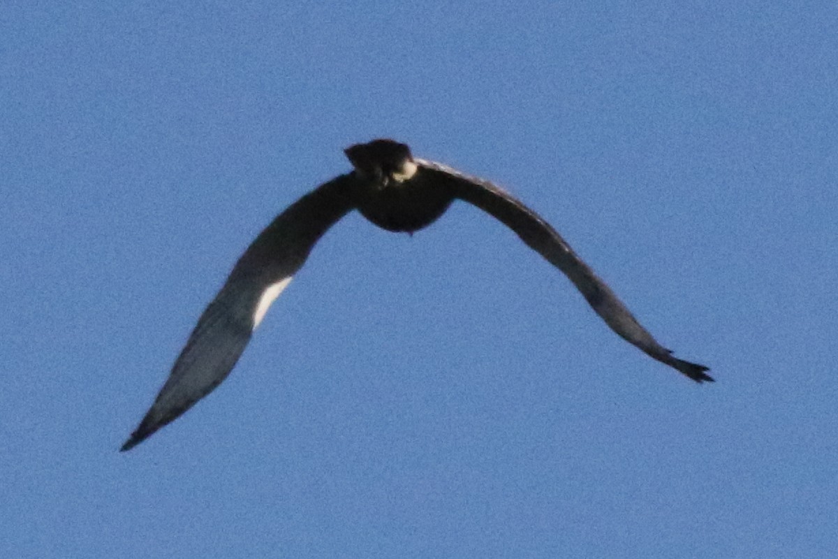 Red-tailed Hawk - ML612261523